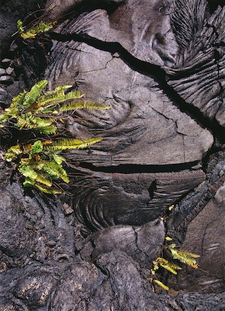 Plants Growing in Lava Foto de stock - Con derechos protegidos, Código: 700-00607685