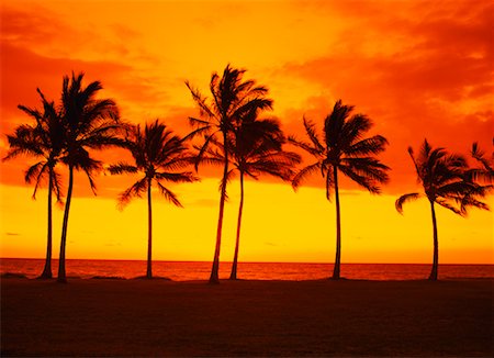 simsearch:700-00058786,k - Palm Trees at Sunset, Nanakuli Beach Park, Oaho, Hawaii, USA Foto de stock - Con derechos protegidos, Código: 700-00607680