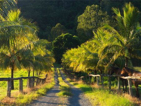 Country Road, Gordonvale, Queensland, Australie Photographie de stock - Rights-Managed, Code: 700-00607727
