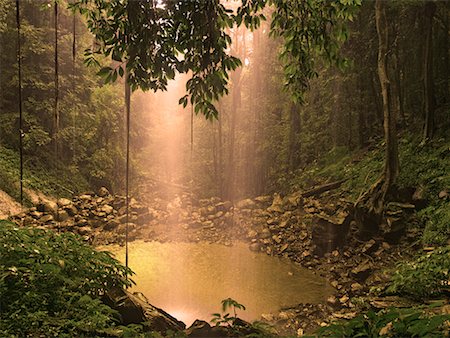 rainforest nsw australia - Crystal Shower Falls, Dorrigo National Park, New South Wales, Australia Stock Photo - Rights-Managed, Code: 700-00607739