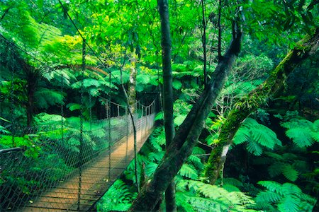 dorrigo national park - Suspension Bridge, Lamington National Park, Queensland, Australia Stock Photo - Rights-Managed, Code: 700-00607749