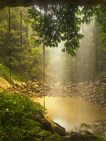 rainforest nsw australia - Crystal Shower Falls, Dorrigo National Park, New South Wales, Australia Stock Photo - Rights-Managed, Code: 700-00607740