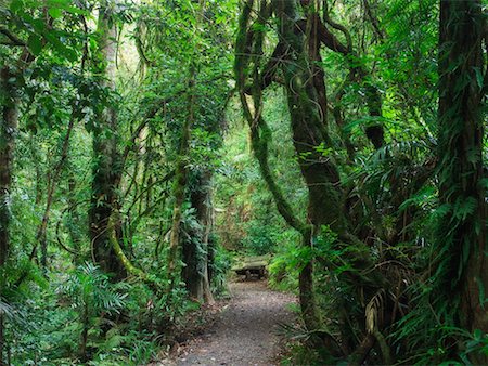 dorrigo national park - Path, Dorrigo National Park, New South Wales, Australia Stock Photo - Rights-Managed, Code: 700-00607751