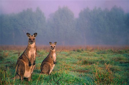 Eastern Grey Kangaroos, Geehi, Kosciuszko National Park, New South Wales, Australia Foto de stock - Direito Controlado, Número: 700-00607766