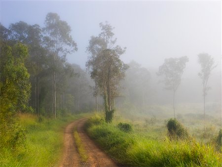 Chemin de terre et eucalyptus, Yungaburra, plateau d'Atherton, Queensland, Australie Photographie de stock - Rights-Managed, Code: 700-00607774