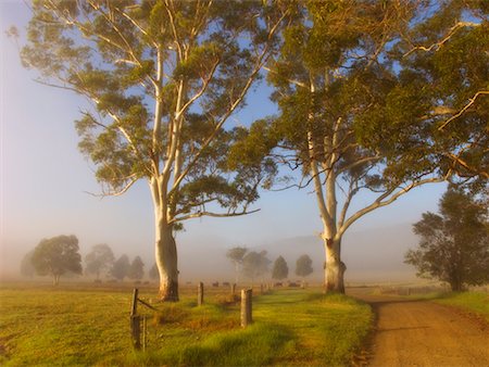dirt road australia - Gum Trees and Country Road on Foggy Morning, Wootton, New South Wales, Australia Stock Photo - Rights-Managed, Code: 700-00607788