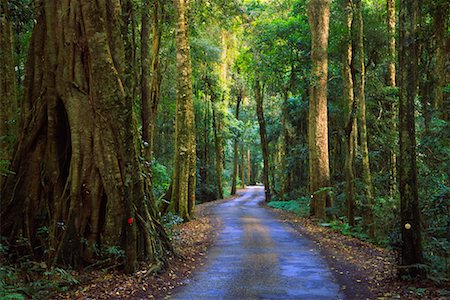 simsearch:841-03673710,k - Route à travers la forêt tropicale, le Parc National de Lamington, Queensland, Australie Photographie de stock - Rights-Managed, Code: 700-00607783