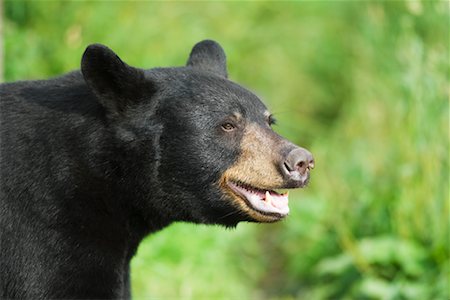 Portrait of Black Bear, Northern Minnesota, USA Stock Photo - Rights-Managed, Code: 700-00607898