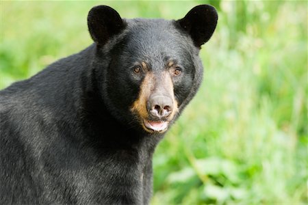 Portrait of Black Bear, Northern Minnesota, USA Stock Photo - Rights-Managed, Code: 700-00607899