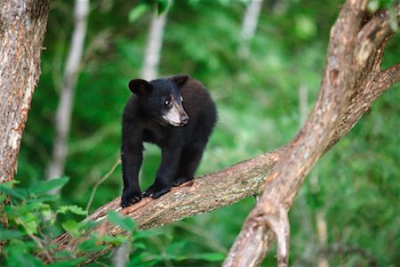 Black Bear Cub in Tree, Northern Minnesota, USA Stock Photo - Rights-Managed, Code: 700-00607904