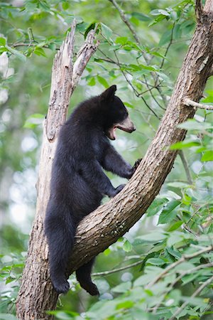 Ourson noir dans l'arbre, le nord du Minnesota, USA Photographie de stock - Rights-Managed, Code: 700-00607903