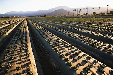 simsearch:700-00153498,k - Field of Strawberries California, USA Stock Photo - Rights-Managed, Code: 700-00607937