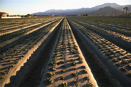 simsearch:700-00153498,k - Field of Strawberries California, USA Stock Photo - Rights-Managed, Code: 700-00607938