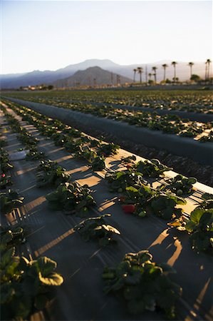 simsearch:700-00153498,k - Field of Strawberries California, USA Stock Photo - Rights-Managed, Code: 700-00607939