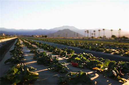 simsearch:700-00153498,k - Field of Strawberries California, USA Stock Photo - Rights-Managed, Code: 700-00607940