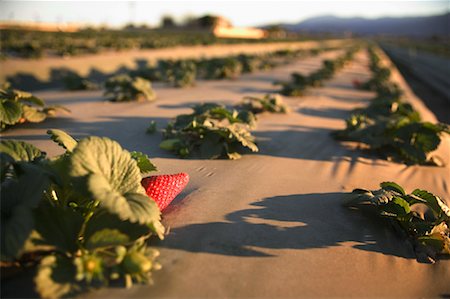 simsearch:700-00153498,k - Field of Strawberries California, USA Stock Photo - Rights-Managed, Code: 700-00607941
