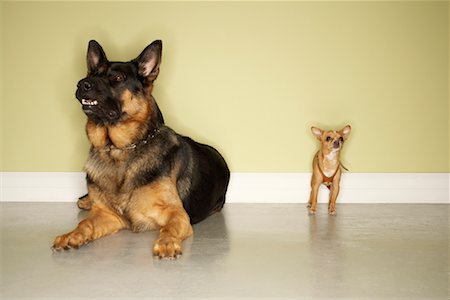 small to big dogs - German Shepherd and Chihuahua Stock Photo - Rights-Managed, Code: 700-00608026