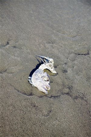 skeleton full body - Fish Washed up on Shore Stock Photo - Rights-Managed, Code: 700-00608490