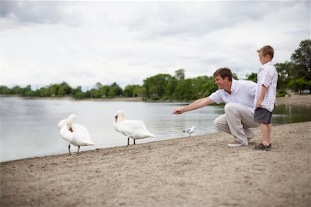 simsearch:700-02702598,k - Father and Son Feeding Swans Fotografie stock - Rights-Managed, Codice: 700-00609065