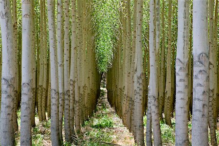 Hybrid Poplar Trees, Boardman, Oregon, USA Foto de stock - Con derechos protegidos, Código: 700-00609309