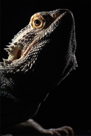 dragón barbado - Portrait of Bearded Dragon Lizard Foto de stock - Con derechos protegidos, Código: 700-00609478