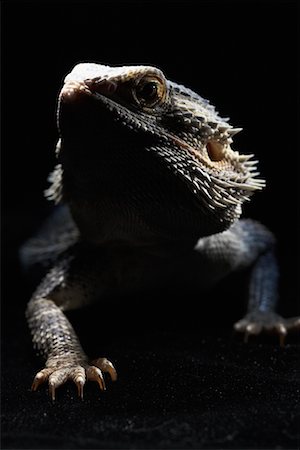 dragón barbado - Portrait of Bearded Dragon Lizard Foto de stock - Con derechos protegidos, Código: 700-00609479