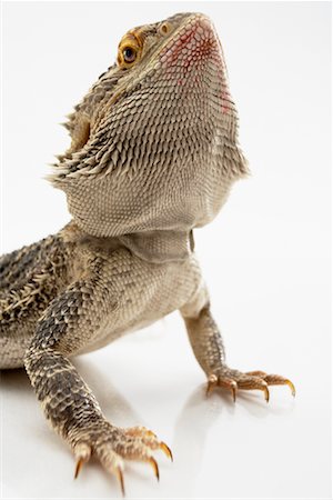 Portrait of Bearded Dragon Lizard Stock Photo - Rights-Managed, Code: 700-00609484