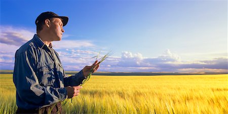 Farmer Checking Barley in Field Stock Photo - Rights-Managed, Code: 700-00609538