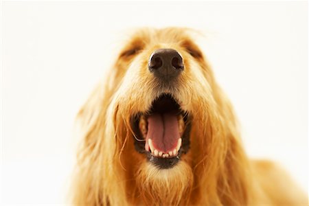 simsearch:700-01083920,k - Close-up Of A Dog Stock Photo - Rights-Managed, Code: 700-00609710