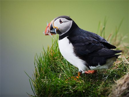 Atlantic Puffin with Fish in Beak Cape Dyrholaey, Iceland Stock Photo - Rights-Managed, Code: 700-00609744