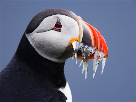 Atlantic Puffin with Fish in Beak Cape Dyrholaey, Iceland Stock Photo - Rights-Managed, Code: 700-00609745