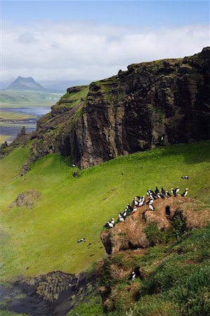 frailecillo común - Puffins at Cape Dyrholaey, Iceland Foto de stock - Con derechos protegidos, Código: 700-00609746