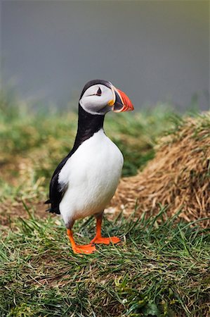 frailecillo común - Atlantic Puffin, Cape Dyrholaey, Iceland Foto de stock - Con derechos protegidos, Código: 700-00609740