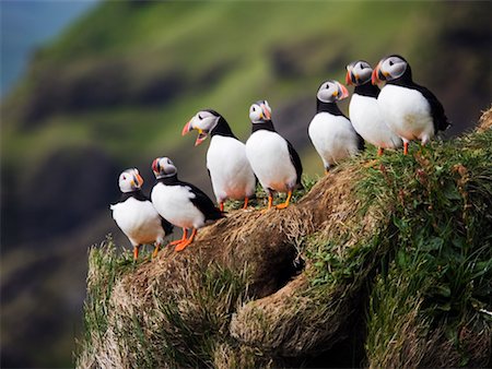 Macareux sur la corniche, Cap Dyrholaey, Islande Photographie de stock - Rights-Managed, Code: 700-00609797