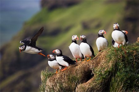 Macareux sur la corniche, Cap Dyrholaey, Islande Photographie de stock - Rights-Managed, Code: 700-00609798