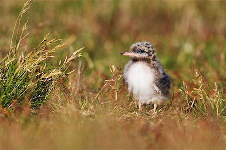 Arctic Tern Chick, Iceland Stock Photo - Rights-Managed, Code: 700-00609813