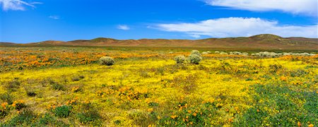 California Poppies And Wildflowers, Lancaster, California, USA Stock Photo - Rights-Managed, Code: 700-00603444