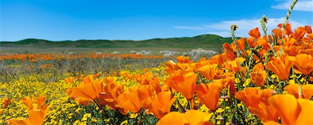 poppies on the horizon - California Poppies And Wildflowers, Lancaster, California, USA Stock Photo - Rights-Managed, Code: 700-00603446