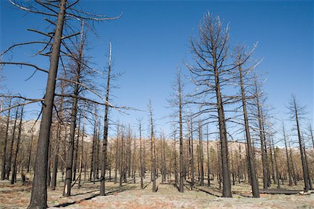 Burnt Pines, Inyo National Forest, California, USA Stock Photo - Rights-Managed, Code: 700-00617457