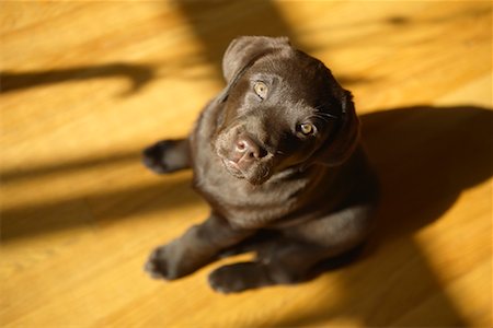 simsearch:700-00198278,k - Portrait of Dog Stock Photo - Rights-Managed, Code: 700-00617528