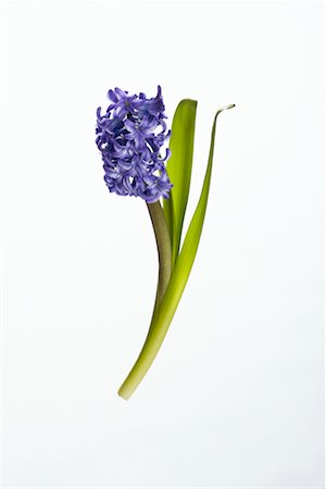 simsearch:6102-03749129,k - Hyacinth Stock Photo - Rights-Managed, Code: 700-00617521