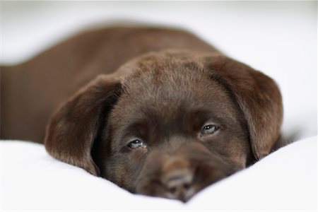 simsearch:700-00198278,k - Chocolate Labrador Retriever Relaxing Stock Photo - Rights-Managed, Code: 700-00617523