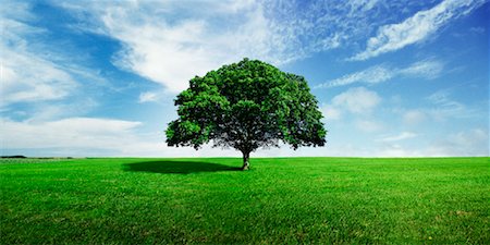 Lone Maple Tree in Field Stock Photo - Rights-Managed, Code: 700-00618324
