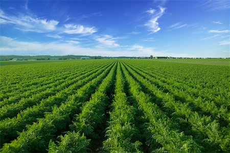 simsearch:600-05855218,k - Carrot Field, Ontario, Canada Stock Photo - Rights-Managed, Code: 700-00618327