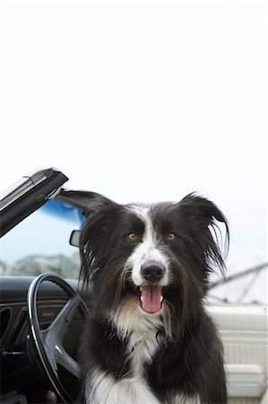 Portrait of Dog in Driver's Seat of Car Stock Photo - Rights-Managed, Code: 700-00618494