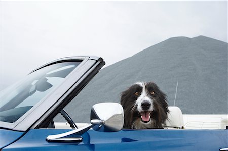 Portrait of Dog in Driver's Seat of Convertible Stock Photo - Rights-Managed, Code: 700-00618493