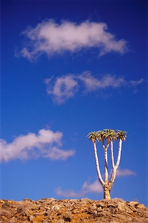 Quiver Tree, Richtersveld National Park, Northern Cape, South Africa Fotografie stock - Rights-Managed, Codice: 700-00618619