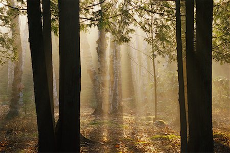 Sunshine and Mist in Forest, Shamper's Bluff, New Brunswick, Canada Foto de stock - Con derechos protegidos, Código: 700-00618629