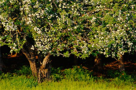 flowers of new brunswick canada - Apple Tree, Shamper's Bluff, New Brunswick, Canada Stock Photo - Rights-Managed, Code: 700-00618635