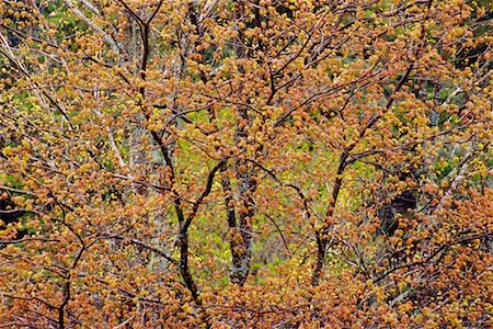 simsearch:700-00014945,k - Maple Tree, Shamper's Bluff, New Brunswick, Canada Foto de stock - Direito Controlado, Número: 700-00618636